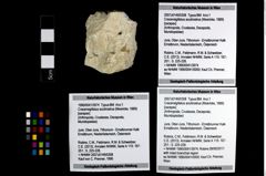 Foto (Objekt + Etikett) von Cracensigillatus acutirostrus (Moericke, 1889)  (NHMW-GEO-1990-0041-3974)